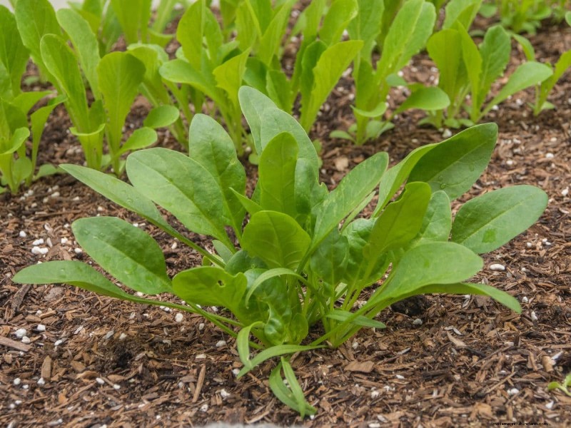Mulch: 17 Essential Benefits for Your Summer Garden