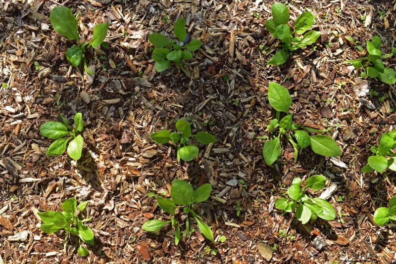 Mulch: 17 Essential Benefits for Your Summer Garden