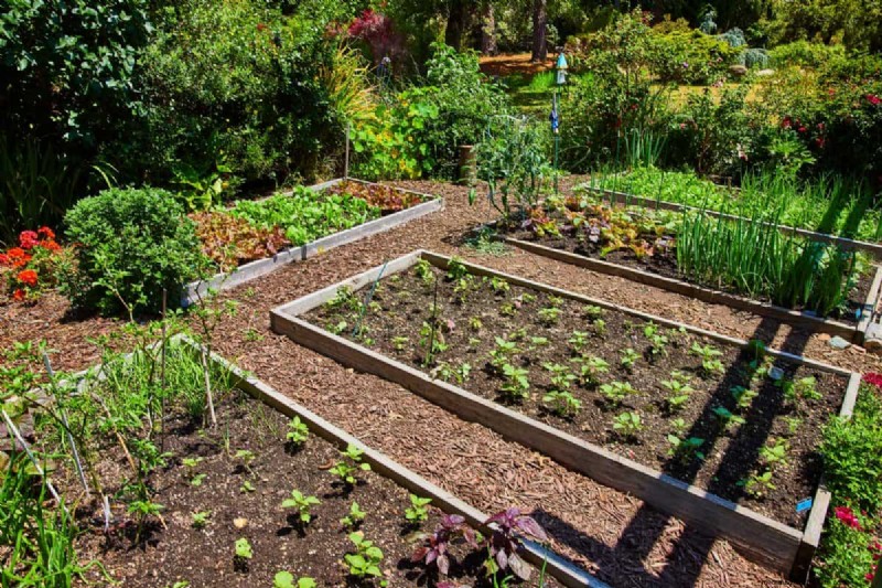 Mulch: 17 Essential Benefits for Your Summer Garden