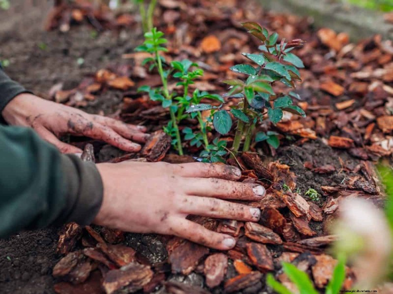 Mulch: 17 Essential Benefits for Your Summer Garden