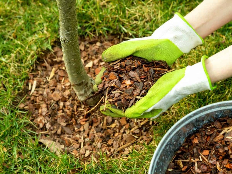 Mulch: 17 Essential Benefits for Your Summer Garden