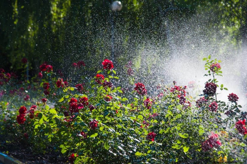 Keep Your Garden Thriving While You’re on Vacation: Expert Care Strategies