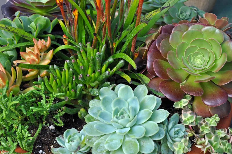 Keep Your Garden Thriving While You’re on Vacation: Expert Care Strategies