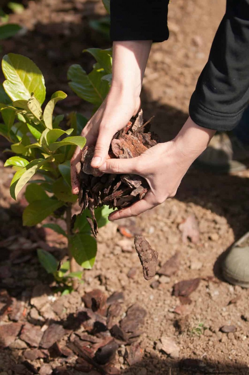 Keep Your Garden Thriving While You’re on Vacation: Expert Care Strategies