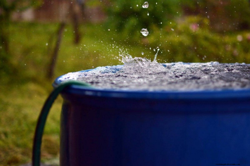 Keep Your Garden Thriving While You’re on Vacation: Expert Care Strategies