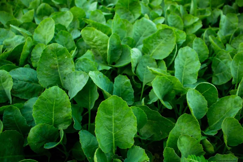 Keep Your Garden Thriving While You’re on Vacation: Expert Care Strategies