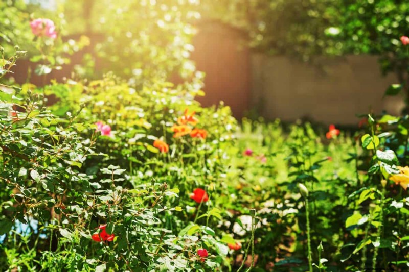 Keep Your Garden Thriving While You’re on Vacation: Expert Care Strategies