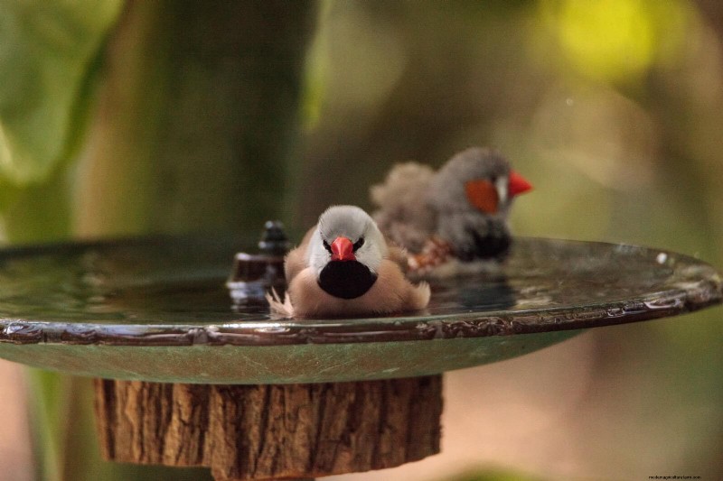 16 Easy Water Features to Transform Your Backyard This Weekend