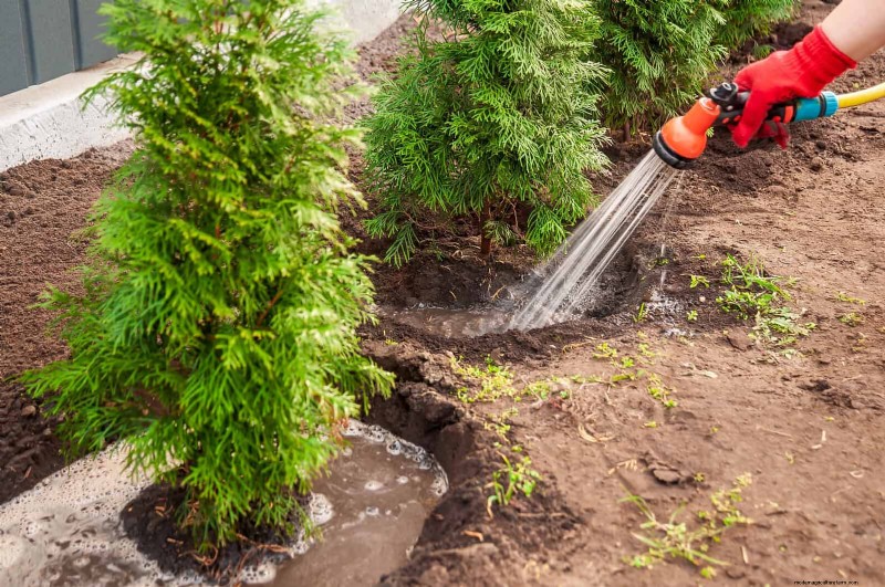 16 Summer Gardening Mistakes That Harm Your Plants (and How to Fix Them)