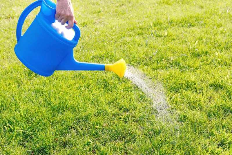 16 Summer Gardening Mistakes That Harm Your Plants (and How to Fix Them)