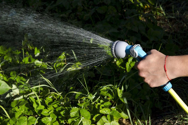 16 Summer Gardening Mistakes That Harm Your Plants (and How to Fix Them)
