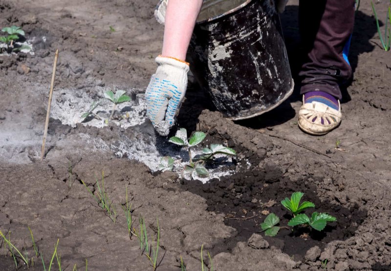 16 Summer Gardening Mistakes That Harm Your Plants (and How to Fix Them)