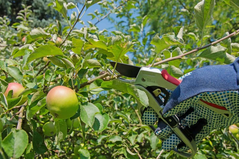 16 Summer Gardening Mistakes That Harm Your Plants (and How to Fix Them)