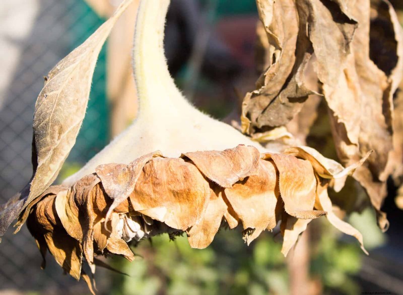 16 Summer Gardening Mistakes That Harm Your Plants (and How to Fix Them)