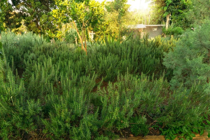 16 Summer Gardening Mistakes That Harm Your Plants (and How to Fix Them)