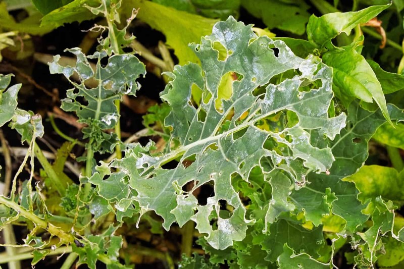 16 Summer Gardening Mistakes That Harm Your Plants (and How to Fix Them)