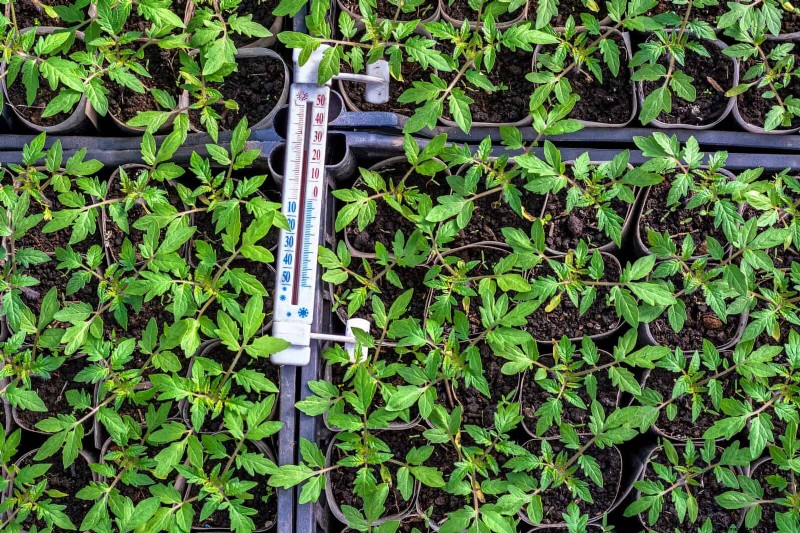 16 Summer Gardening Mistakes That Harm Your Plants (and How to Fix Them)
