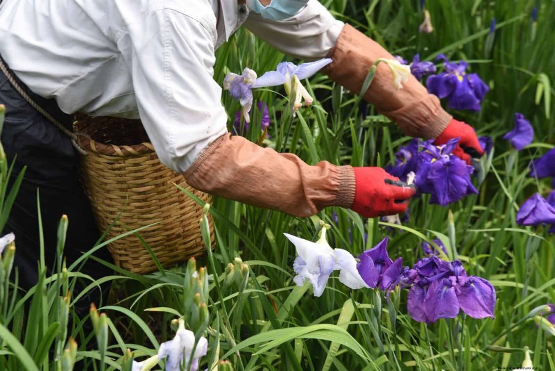 16 Summer Gardening Mistakes That Harm Your Plants (and How to Fix Them)