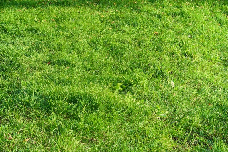16 Summer Gardening Mistakes That Harm Your Plants (and How to Fix Them)
