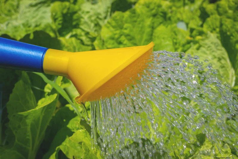 16 Summer Gardening Mistakes That Harm Your Plants (and How to Fix Them)