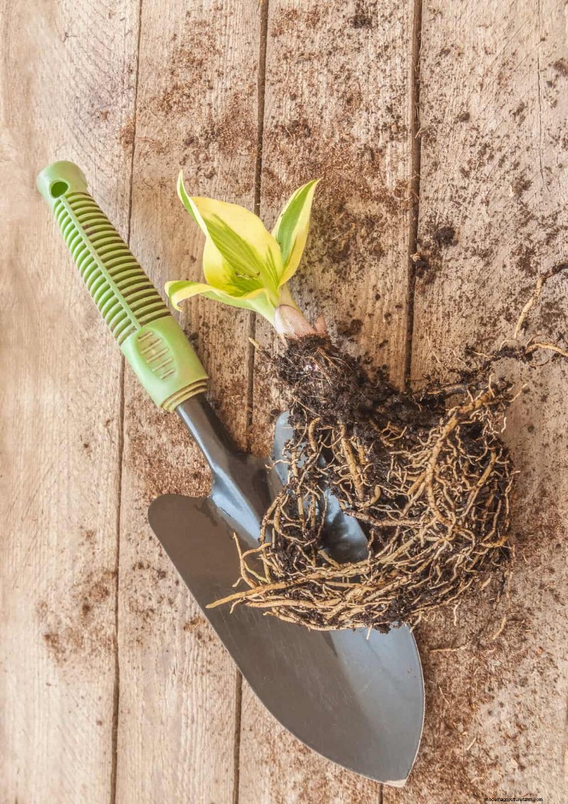 16 Summer Gardening Mistakes That Harm Your Plants (and How to Fix Them)