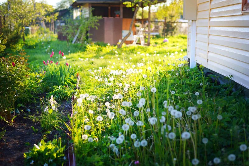 16 Summer Gardening Mistakes That Harm Your Plants (and How to Fix Them)