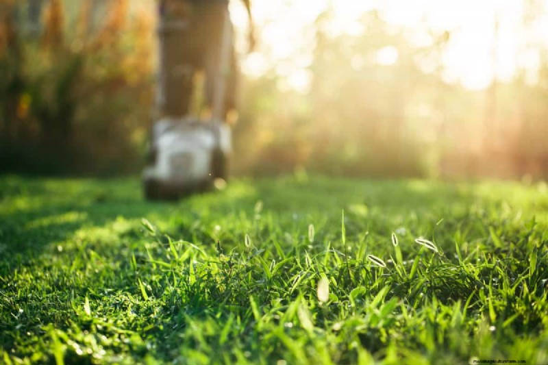 How Heat Waves Damage Lawns—and What Mowing Should Look Like