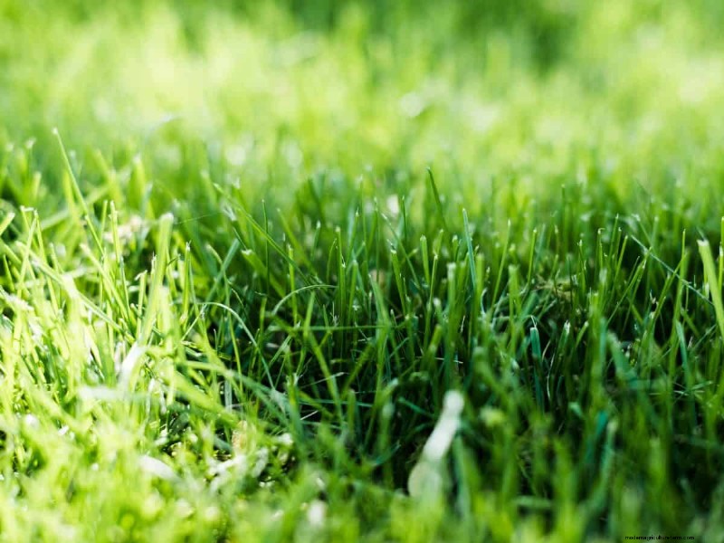 How Heat Waves Damage Lawns—and What Mowing Should Look Like