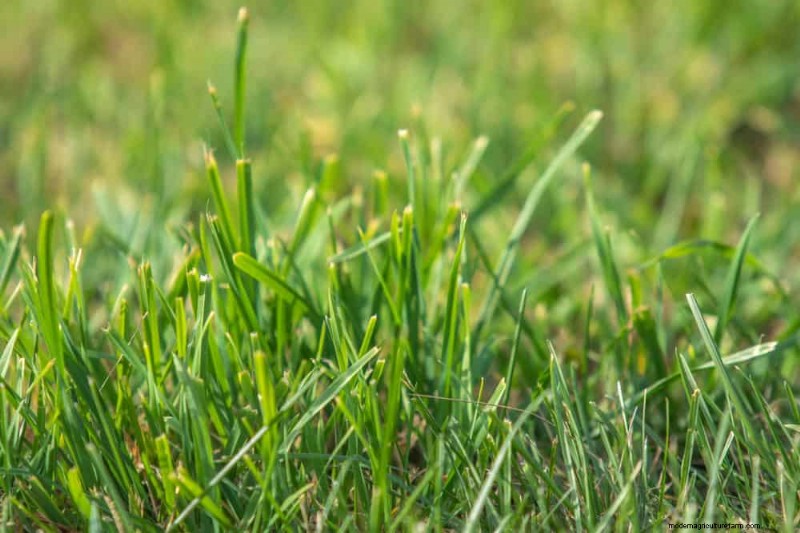 How Heat Waves Damage Lawns—and What Mowing Should Look Like