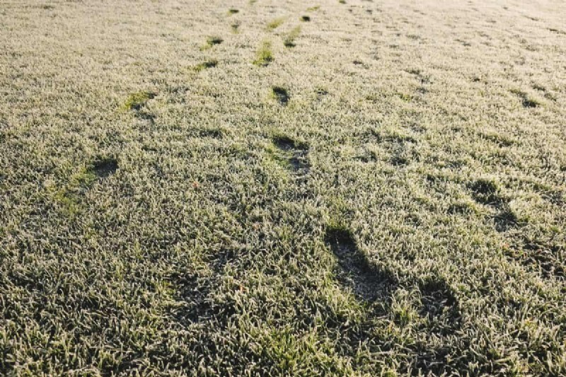 How Heat Waves Damage Lawns—and What Mowing Should Look Like