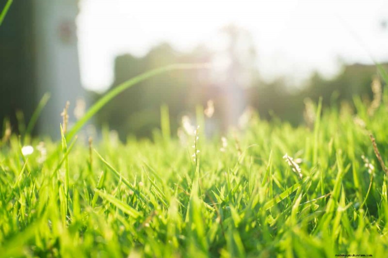 How Heat Waves Damage Lawns—and What Mowing Should Look Like