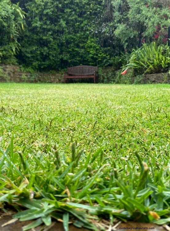 How Heat Waves Damage Lawns—and What Mowing Should Look Like