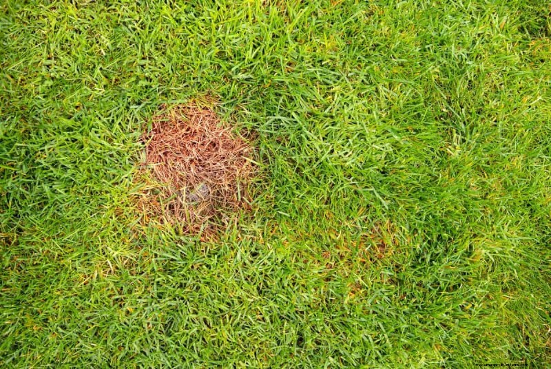 How Heat Waves Damage Lawns—and What Mowing Should Look Like