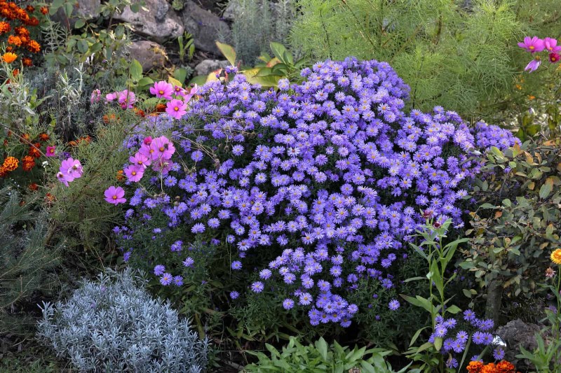 25 Late‑Summer Perennials to Divide for Free Garden Expansion