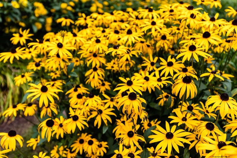 25 Late‑Summer Perennials to Divide for Free Garden Expansion