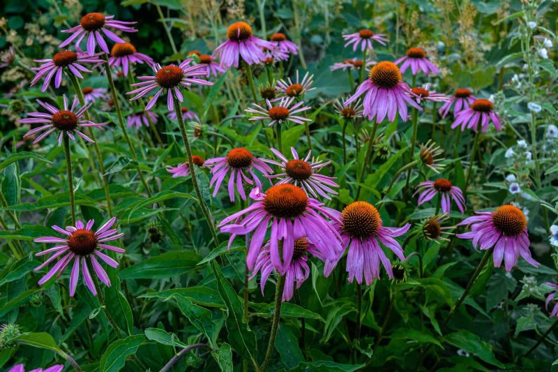 25 Late‑Summer Perennials to Divide for Free Garden Expansion
