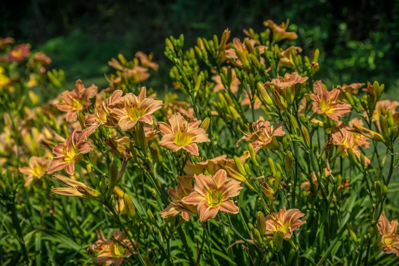25 Late‑Summer Perennials to Divide for Free Garden Expansion