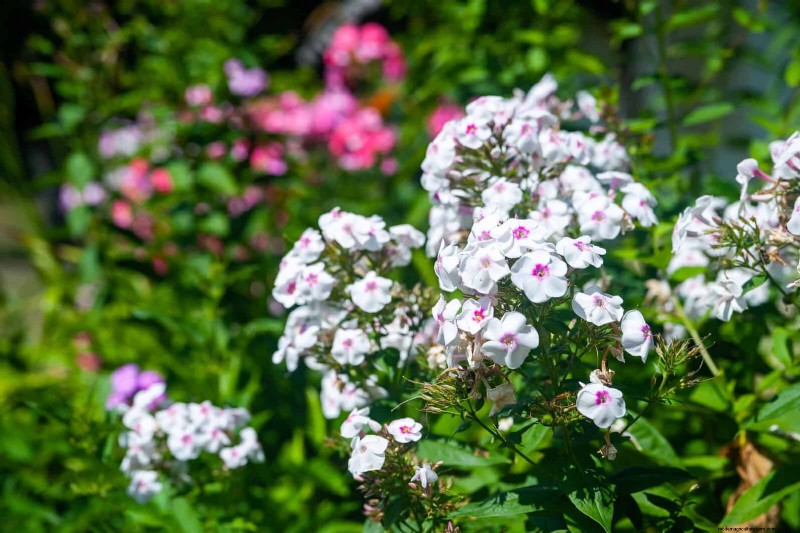 25 Late‑Summer Perennials to Divide for Free Garden Expansion