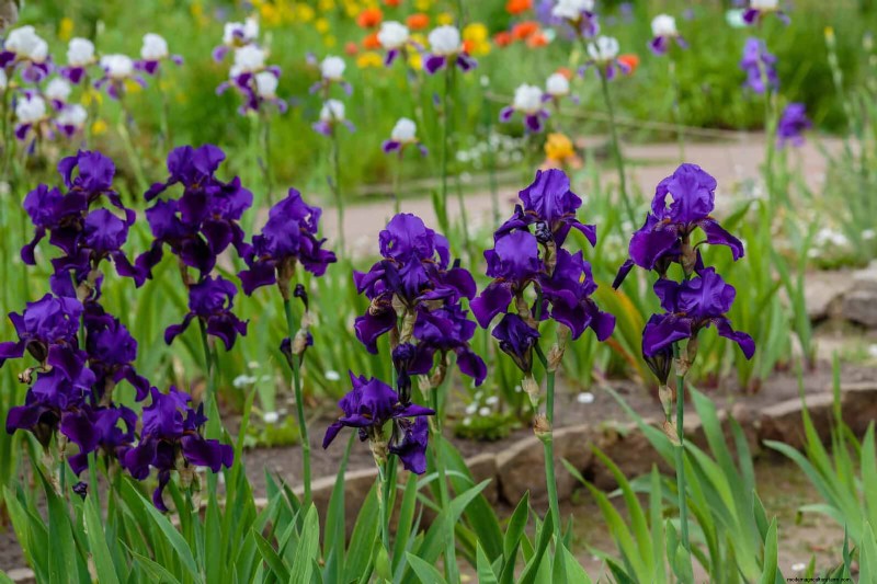 25 Late‑Summer Perennials to Divide for Free Garden Expansion