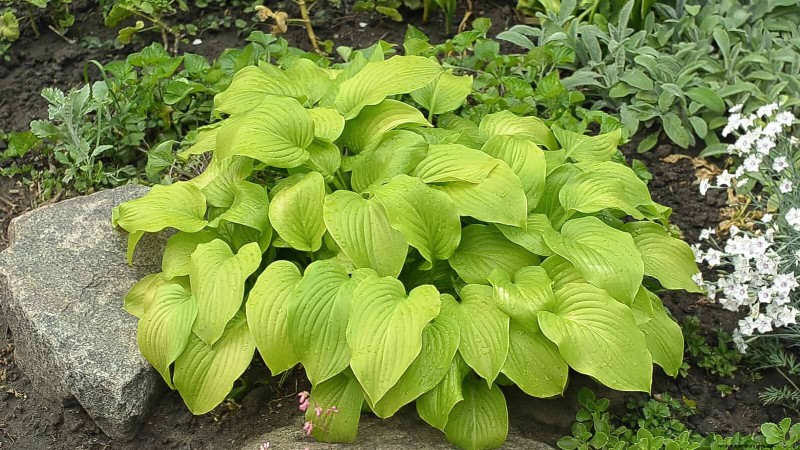 25 Late‑Summer Perennials to Divide for Free Garden Expansion