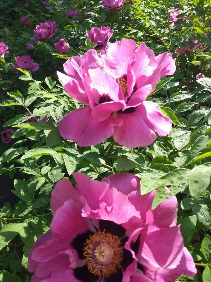 25 Late‑Summer Perennials to Divide for Free Garden Expansion