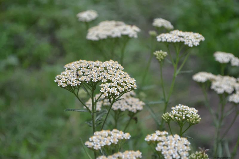 25 Late‑Summer Perennials to Divide for Free Garden Expansion