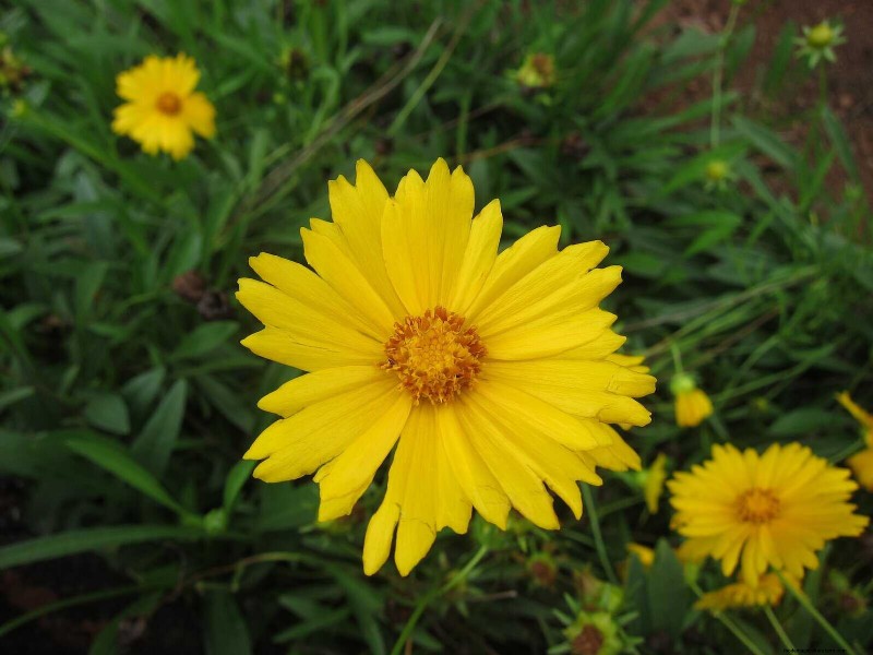 25 Late‑Summer Perennials to Divide for Free Garden Expansion