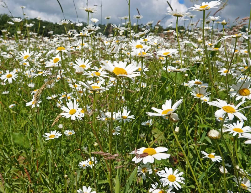 25 Late‑Summer Perennials to Divide for Free Garden Expansion