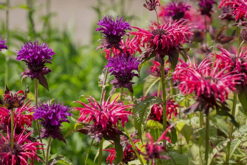 25 Late‑Summer Perennials to Divide for Free Garden Expansion