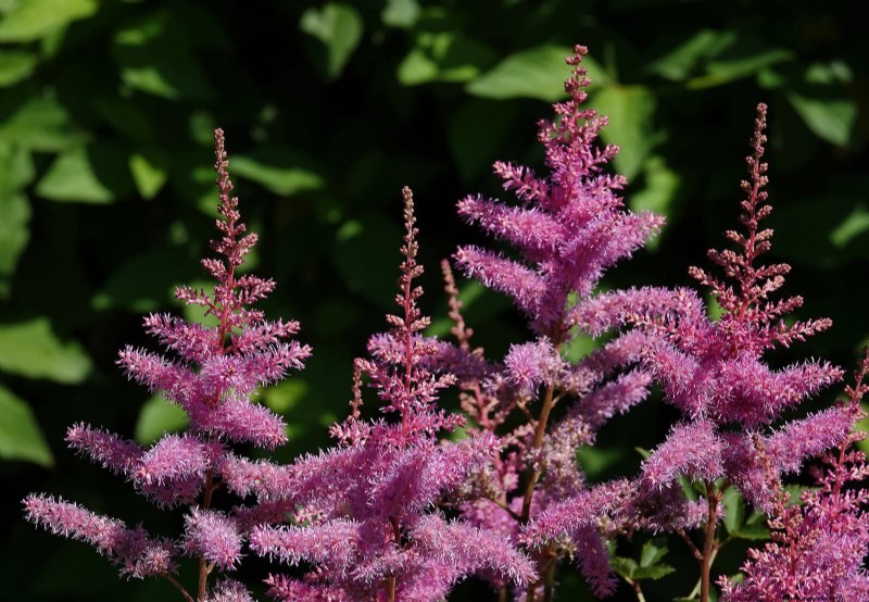 25 Late‑Summer Perennials to Divide for Free Garden Expansion