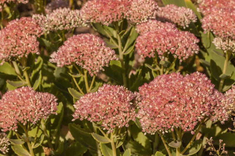 25 Late‑Summer Perennials to Divide for Free Garden Expansion