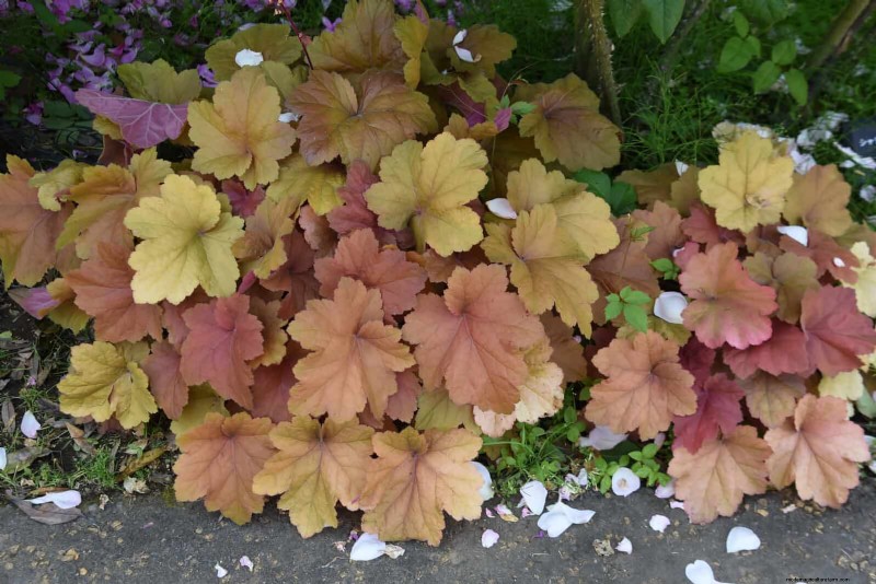 25 Late‑Summer Perennials to Divide for Free Garden Expansion