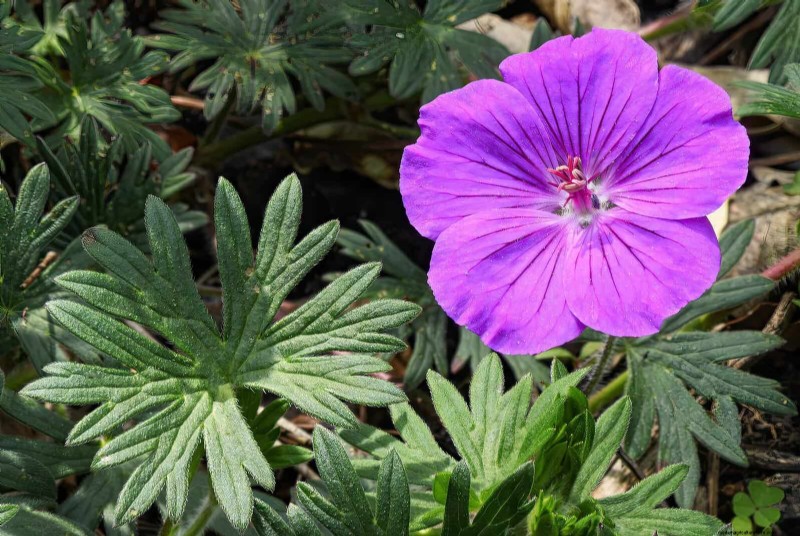 25 Late‑Summer Perennials to Divide for Free Garden Expansion