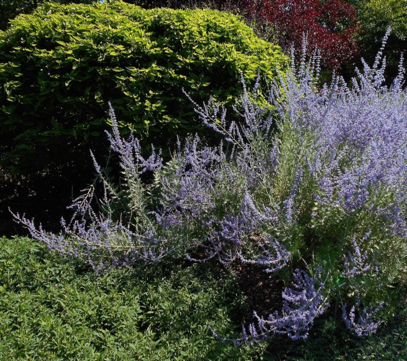 25 Late‑Summer Perennials to Divide for Free Garden Expansion